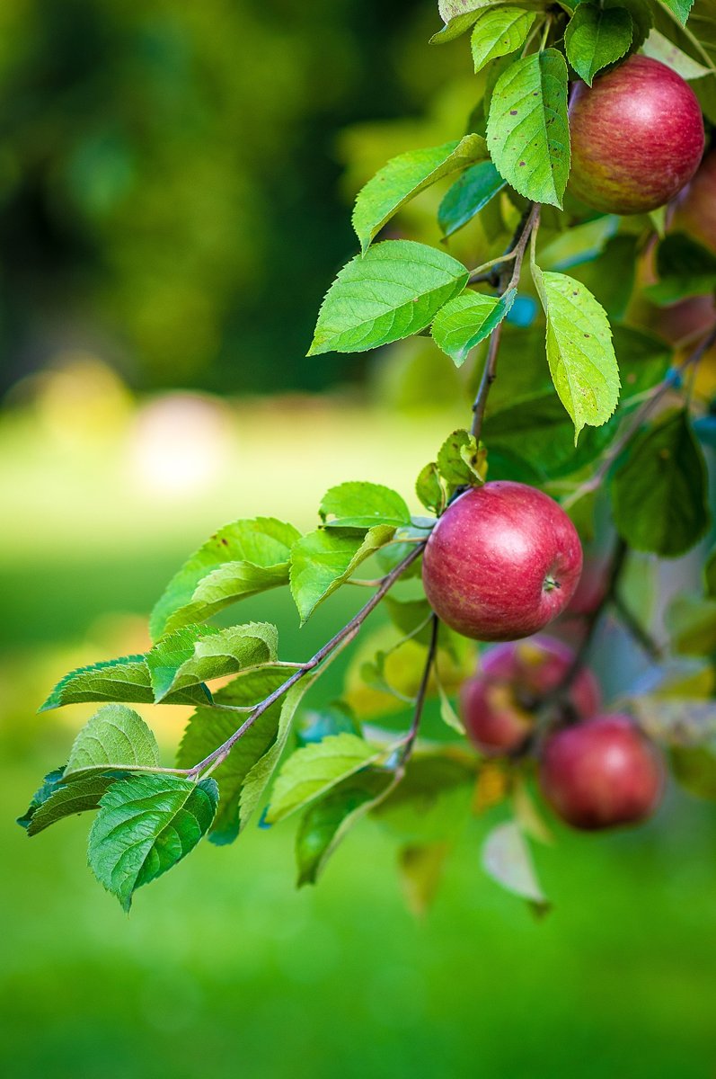 Apple tree branch with several red apples and green leaves