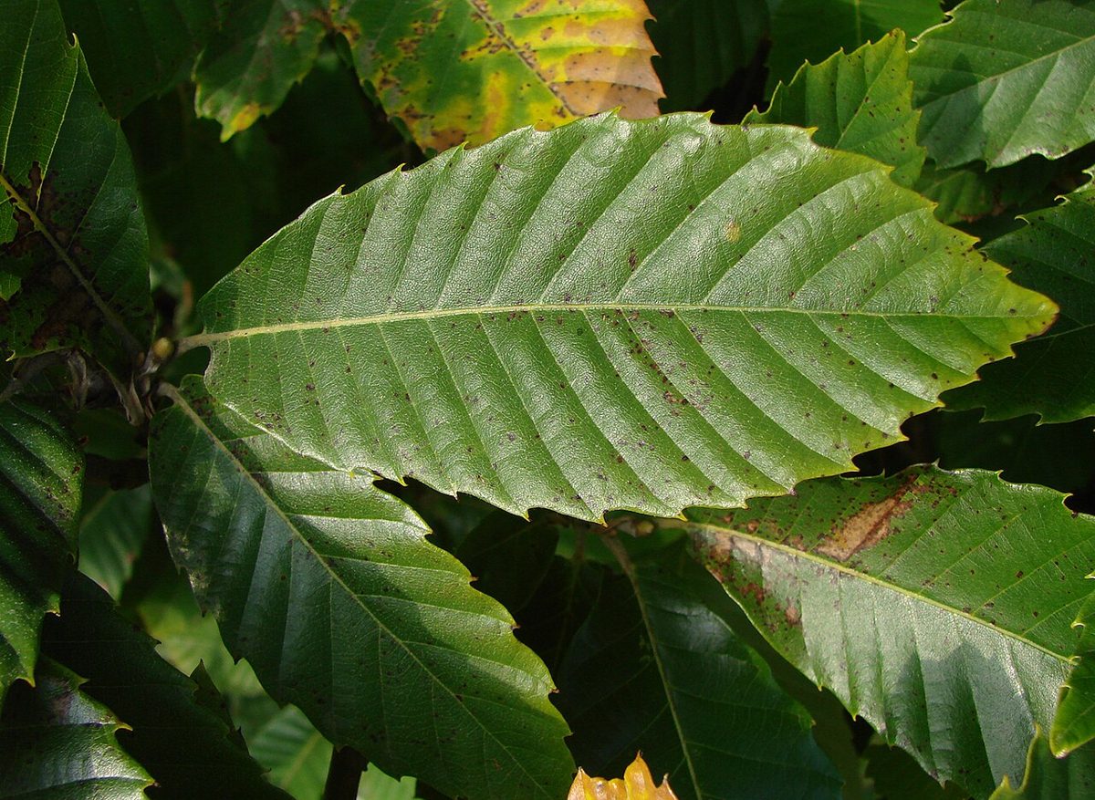 A single, long and narrow sweet chestnut leaf with a serrated edge and fine tooth tips