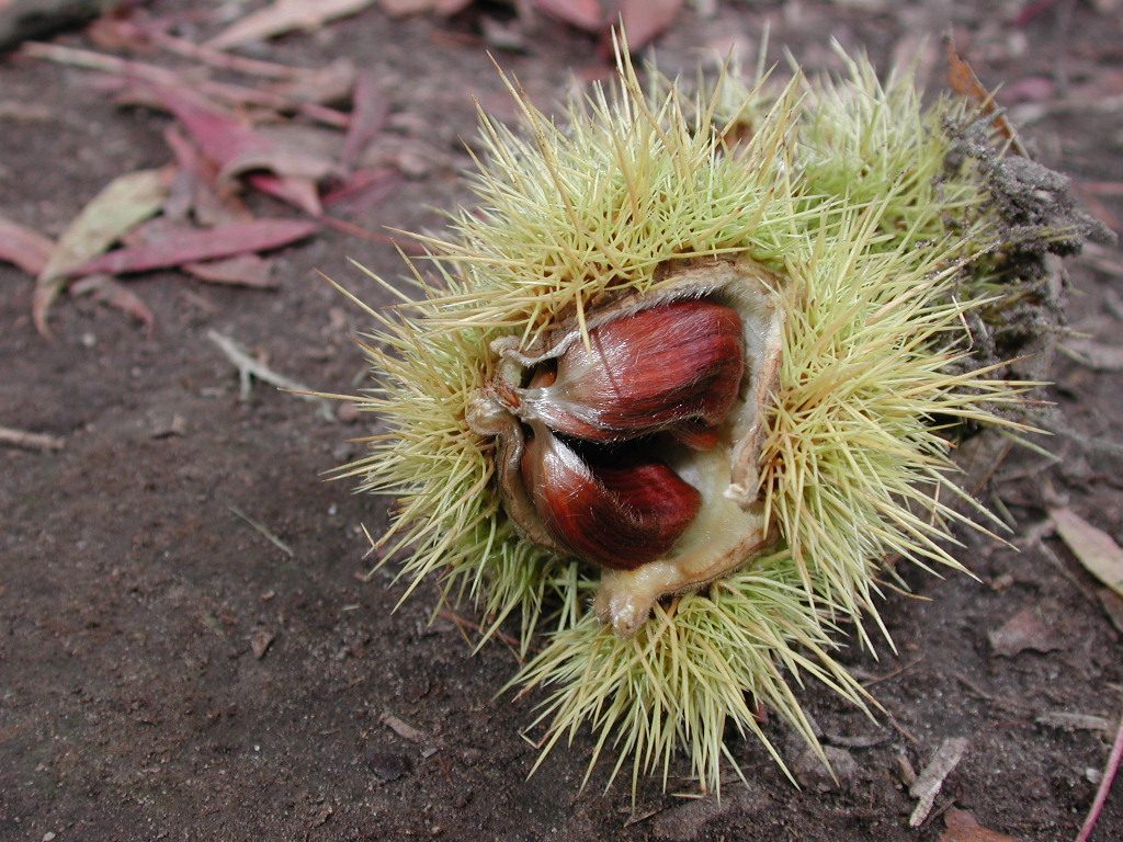 A split, densely spined sweet chestnut husk with two glossy brown nuts on the forest floor