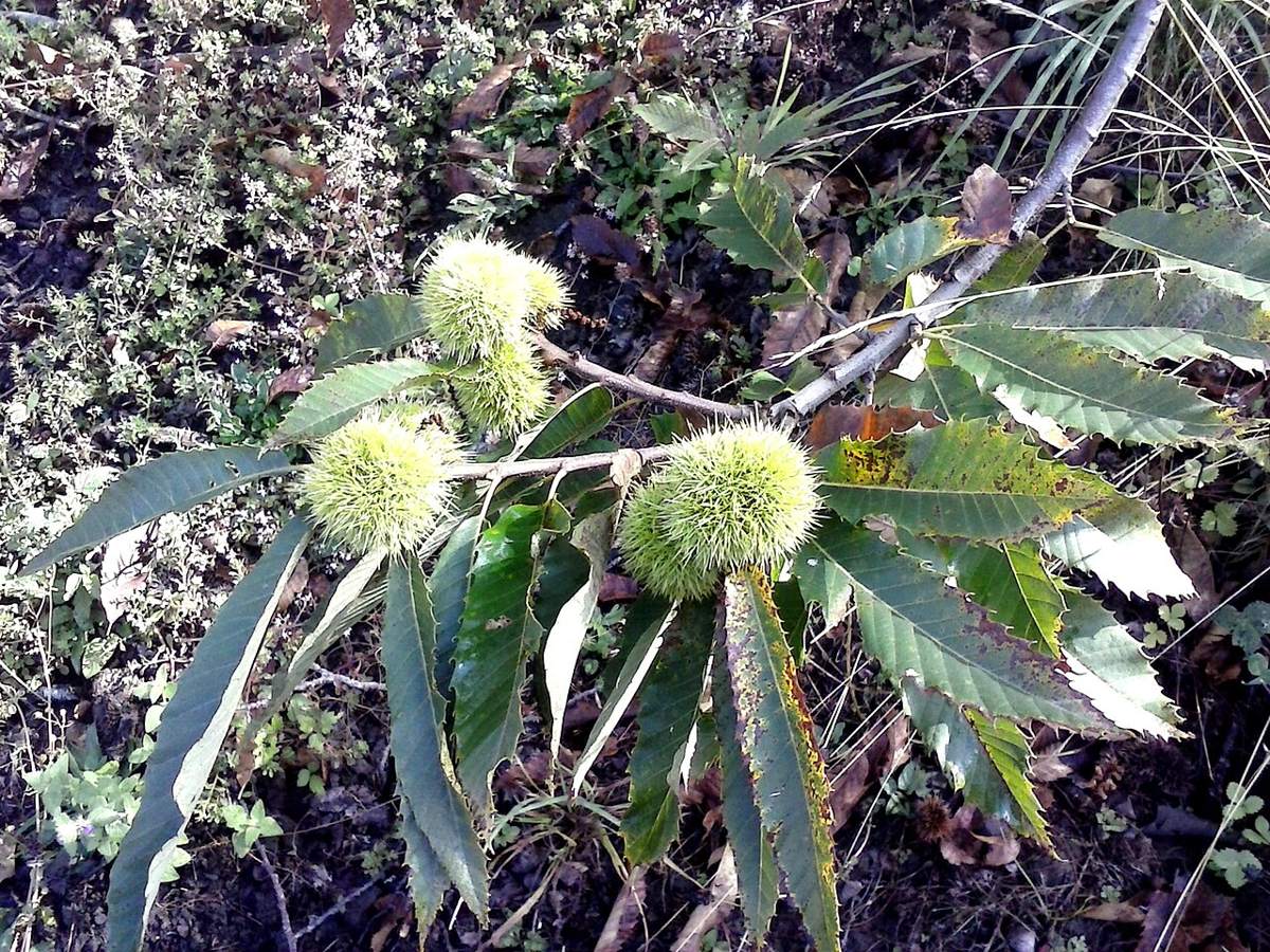 A sweet chestnut twig with several densely and finely spined husks between long, narrow leaves