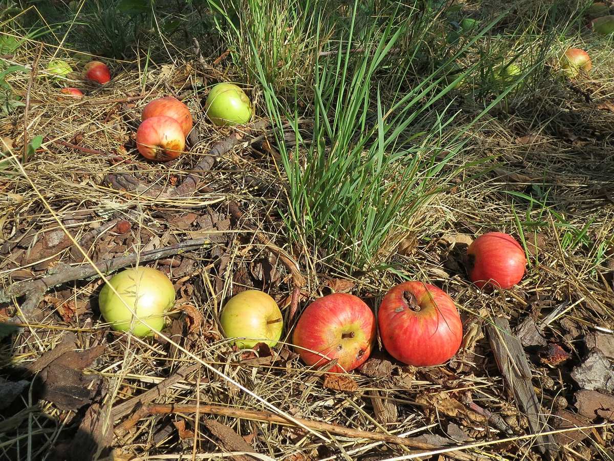 Several red and green windfall apples lying in the dry grass of a meadow