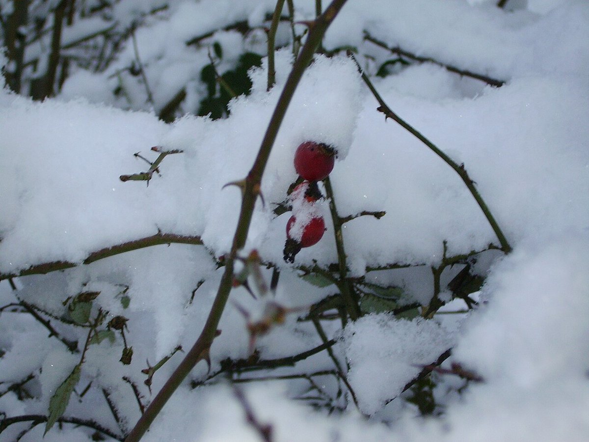 A single red rose hip on a thorny twig surrounded by snow