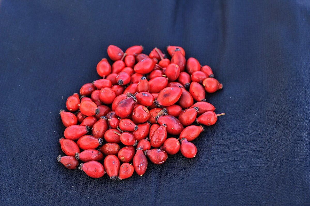 A pile of freshly picked red rose hips on dark blue fabric
