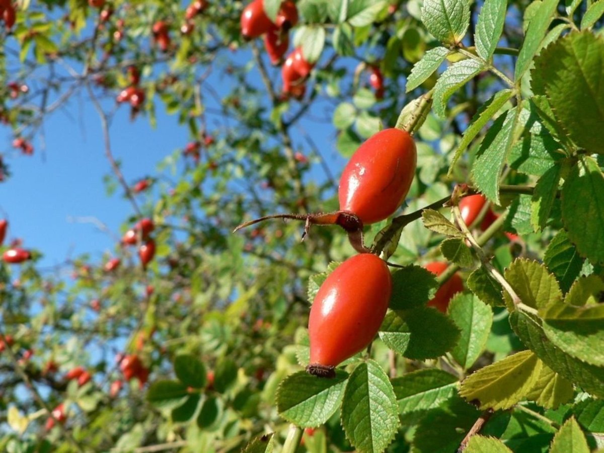 Dog rose twig with two large, glossy red, elongated hips between pinnate leaves