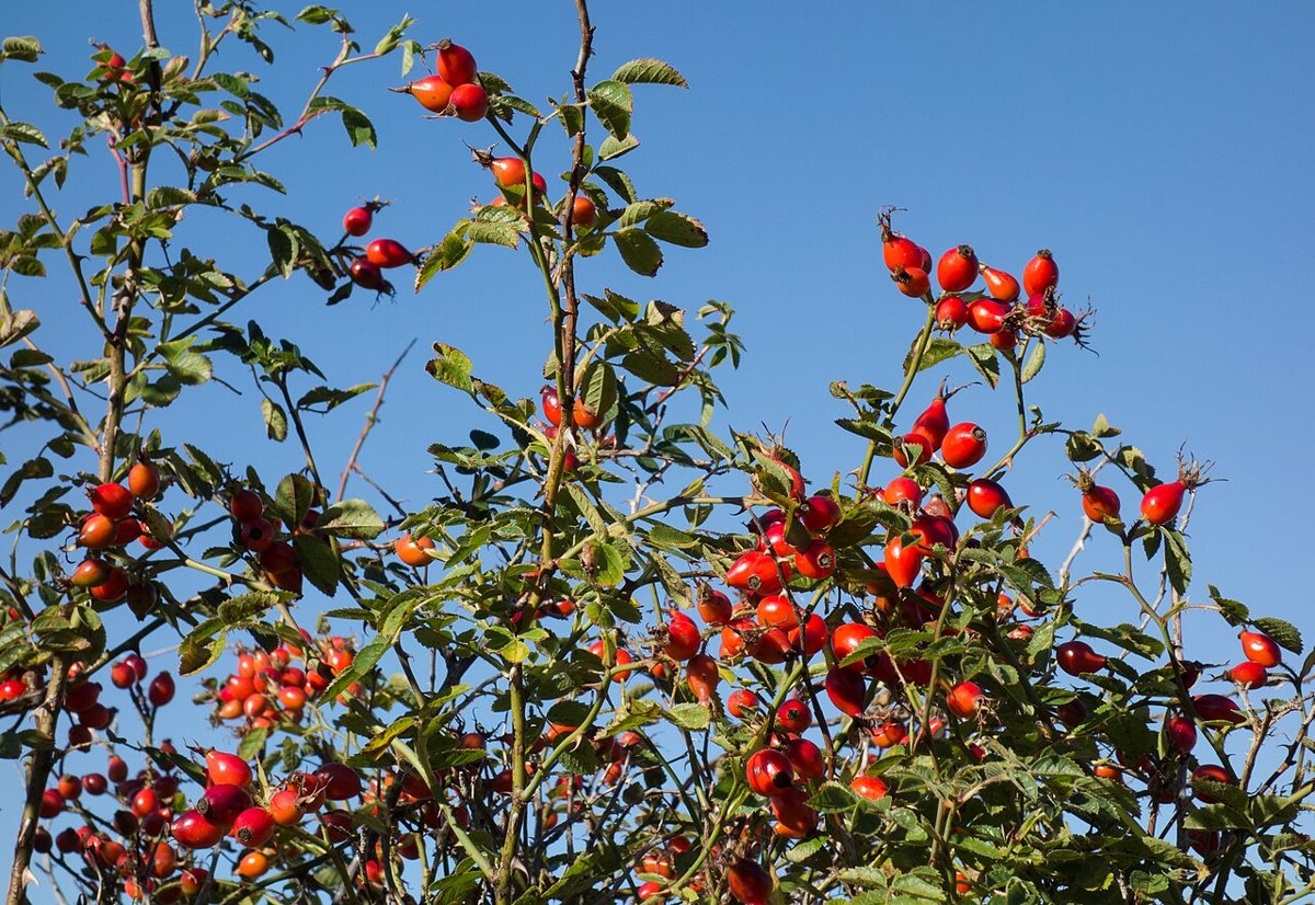 Wild rose bush with many bright red rose hips against a blue sky
