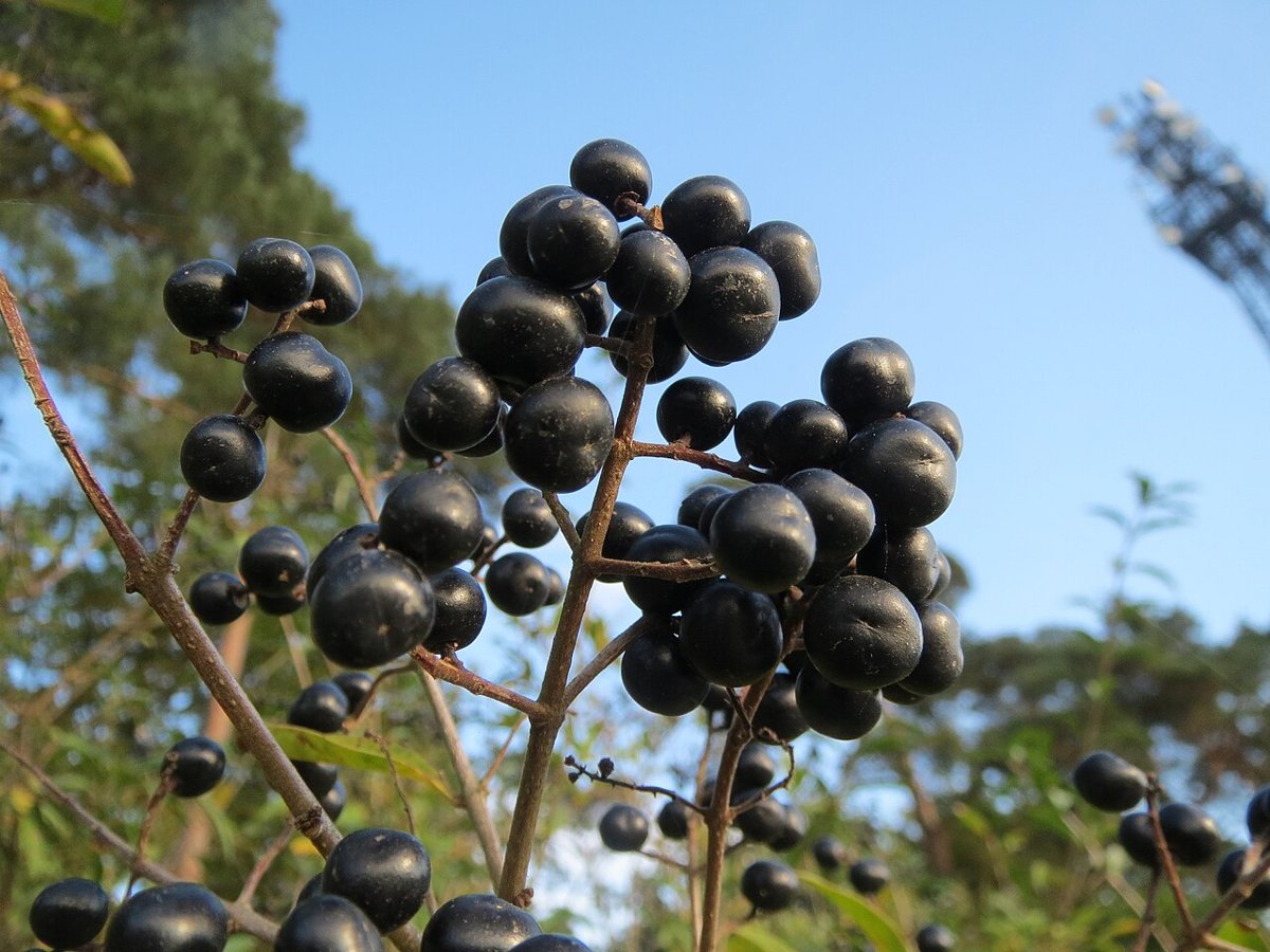 Privet with clusters of glossy black berries at the end of the twigs against a blue sky