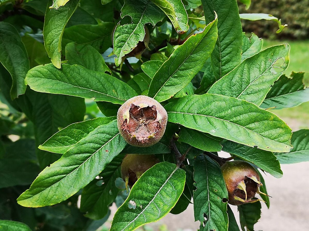 Medlar fruit seen from above: open tip with a crown of sepals, large green leaves behind