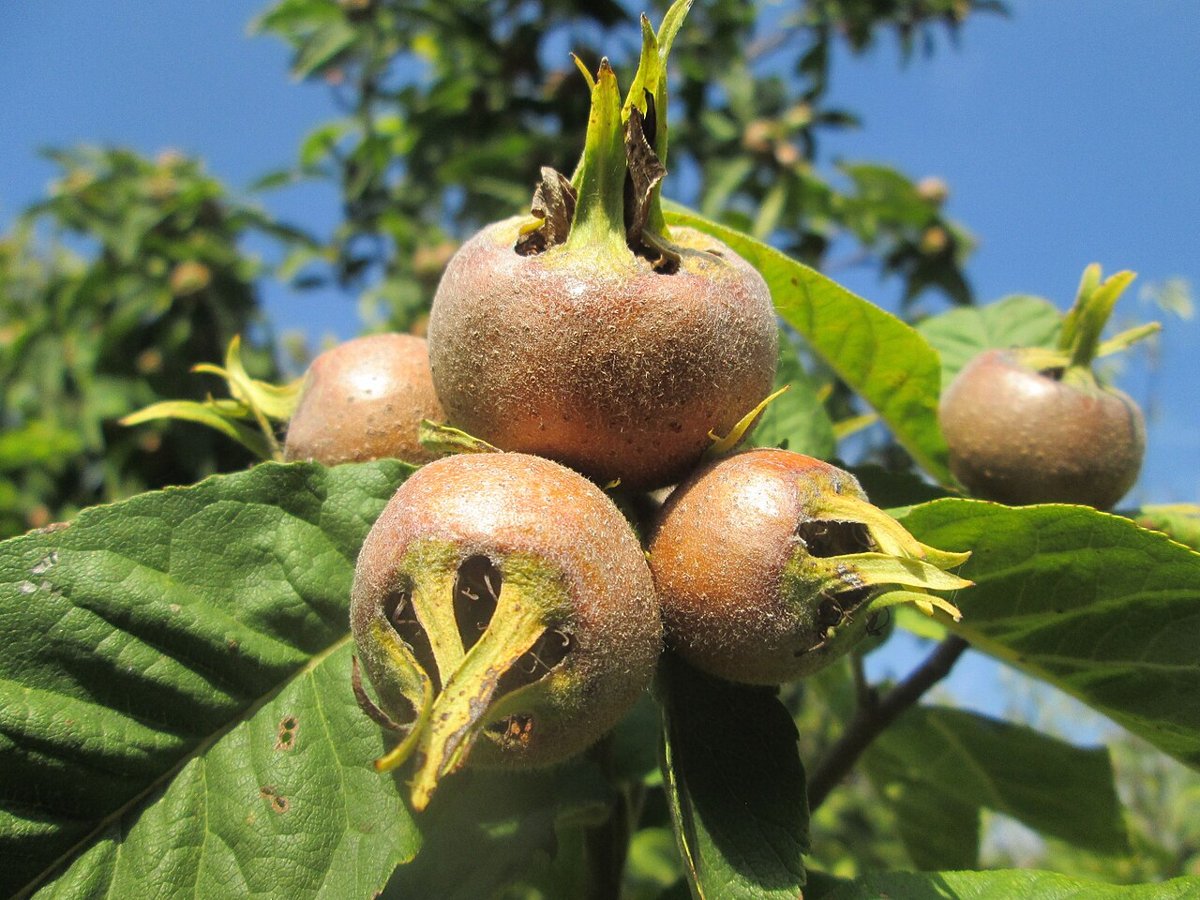 Several brown, roundish medlar fruits with long sepals at the tip between large green leaves