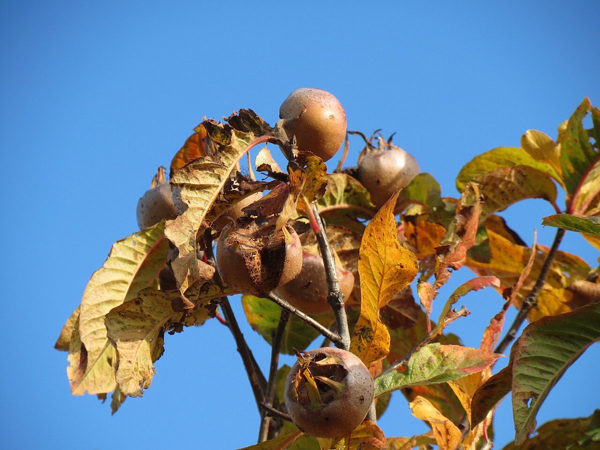 Medlar twig in November with brown autumn leaves and several fruits against a blue sky