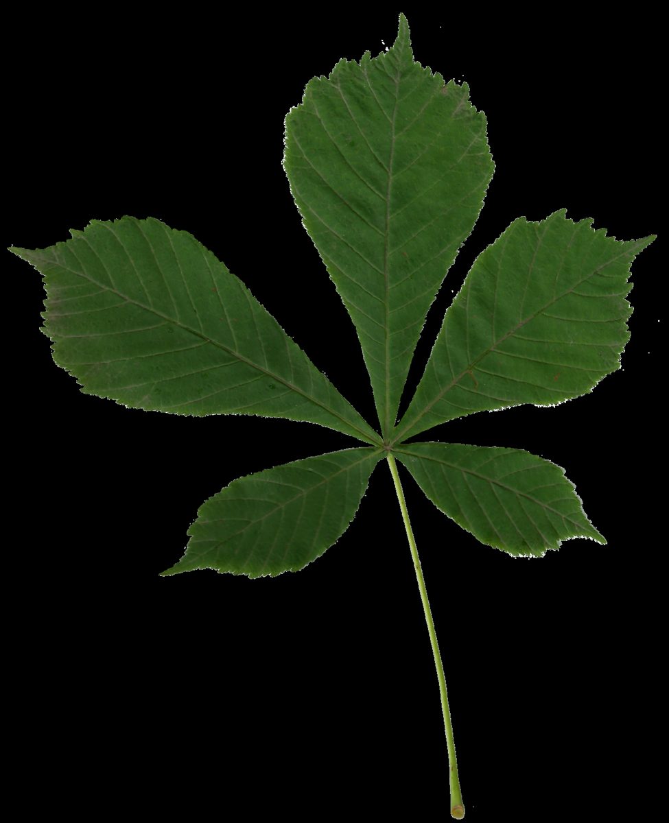 A hand-shaped horse chestnut leaf of five leaflets on a long stalk