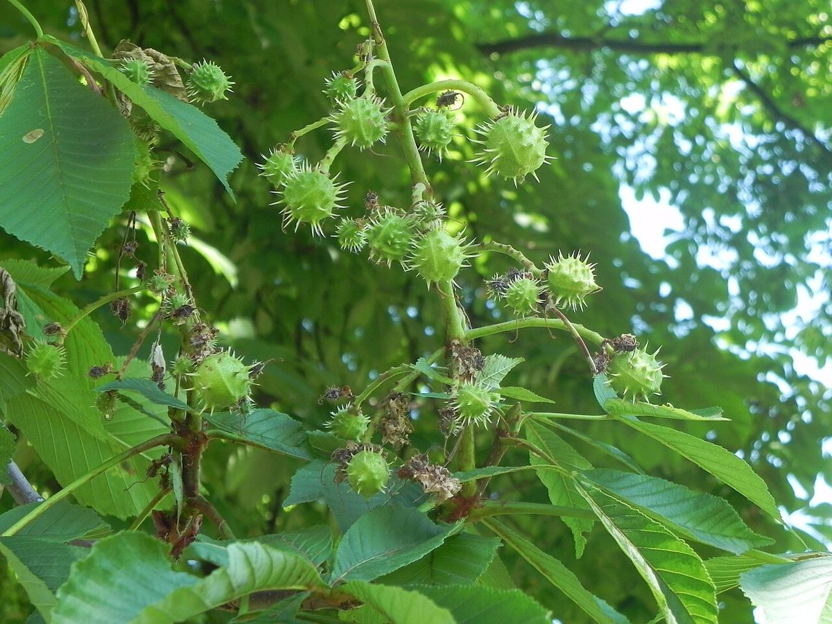 A horse chestnut twig with green capsules carrying only a few short spines, next to compound leaves