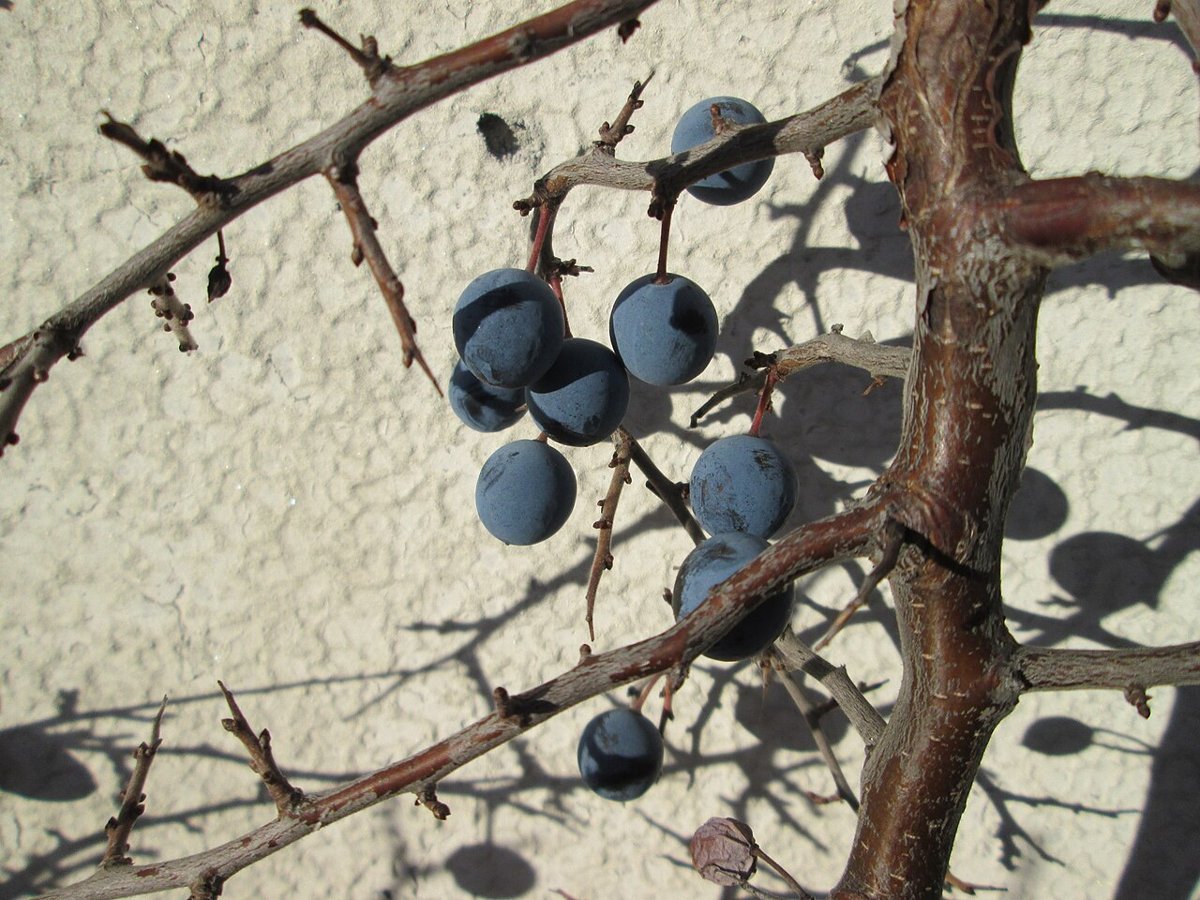 Bare blackthorn twig with sharp thorns and several blue-black sloes in front of a pale wall