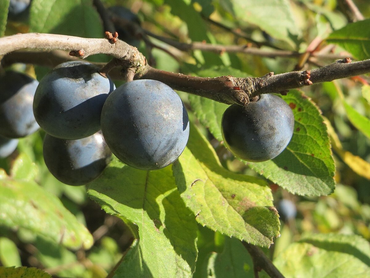 Sloe twig with pale-blue bloomed fruit between oval, toothed leaves