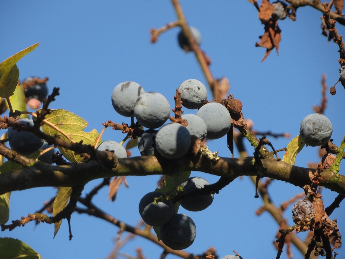 Blackthorn twig with round, blue-black sloes covered in a pale bloom against a blue sky