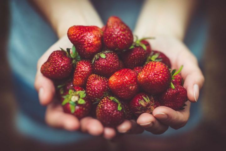 Two hands full of freshly picked strawberries