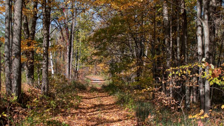 A path between a row of trees and a hedge in autumn