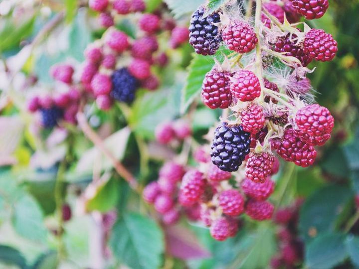 Ripe and unripe blackberries on a bush