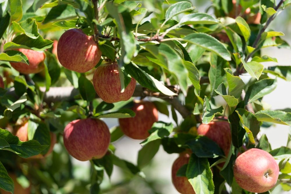 Apples on a branch with leaves